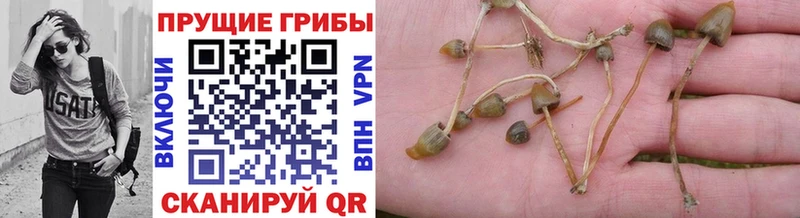 Псилоцибиновые грибы прущие грибы  где можно купить наркотик  Дно 